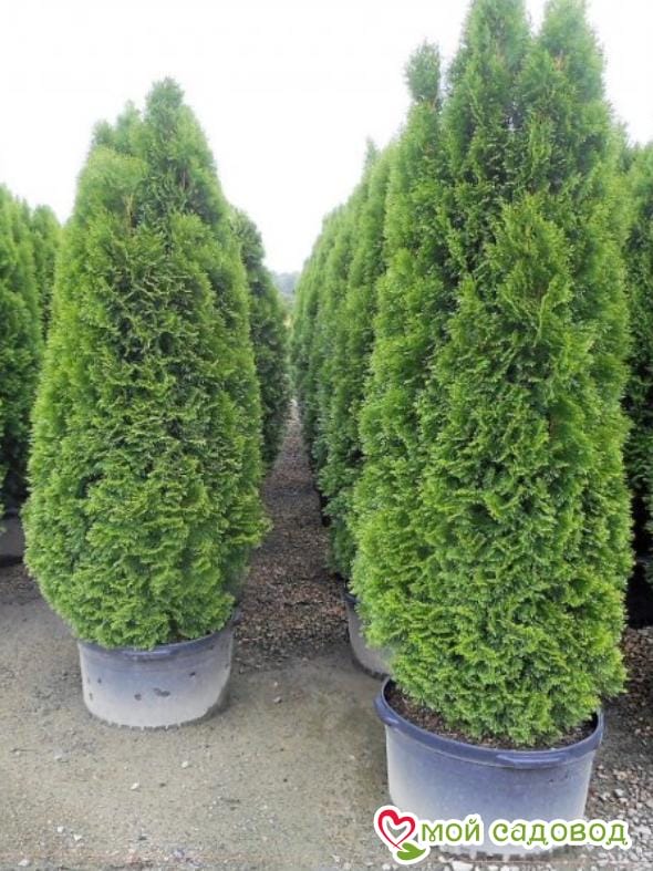 Туя западная Хэбнер (Huebner)