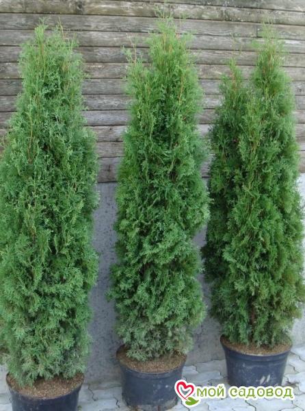 Туя западная Хэбнер (Huebner)