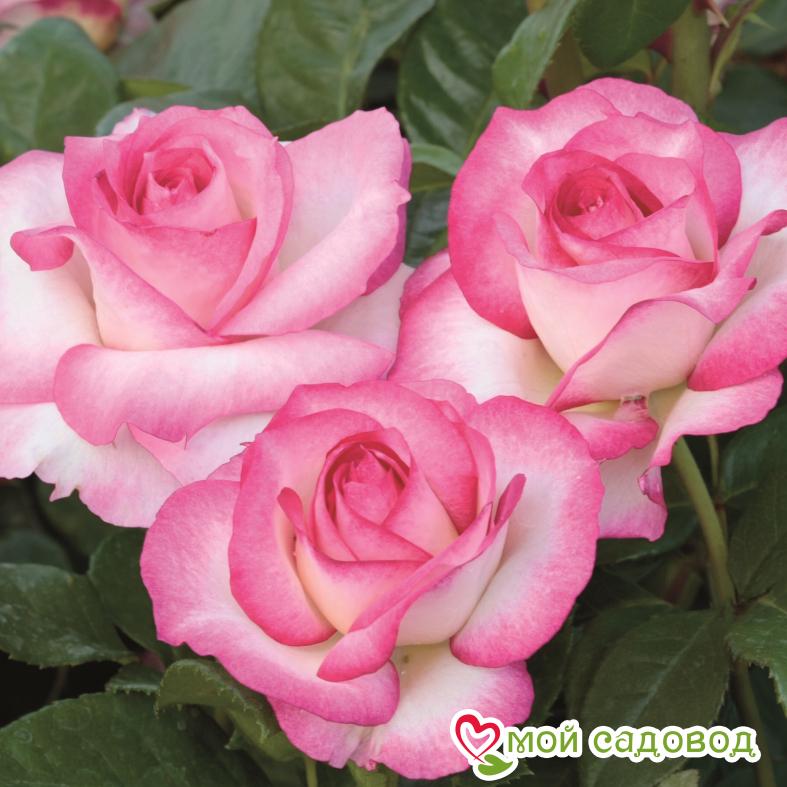 Роза Невеста