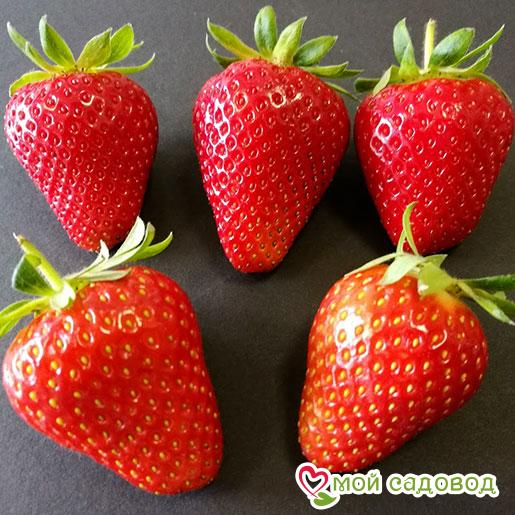 Клубника Ароза
