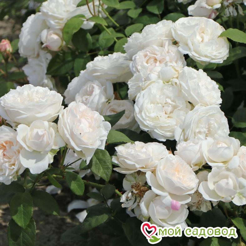 Роза Винчестер Кафедрал