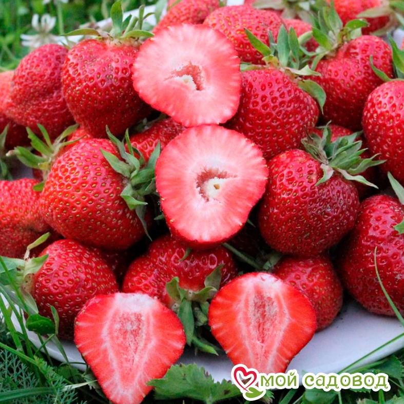 Клубника Ольвия (ранний сорт)