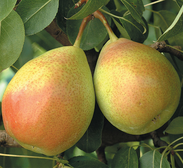 Груша Мария