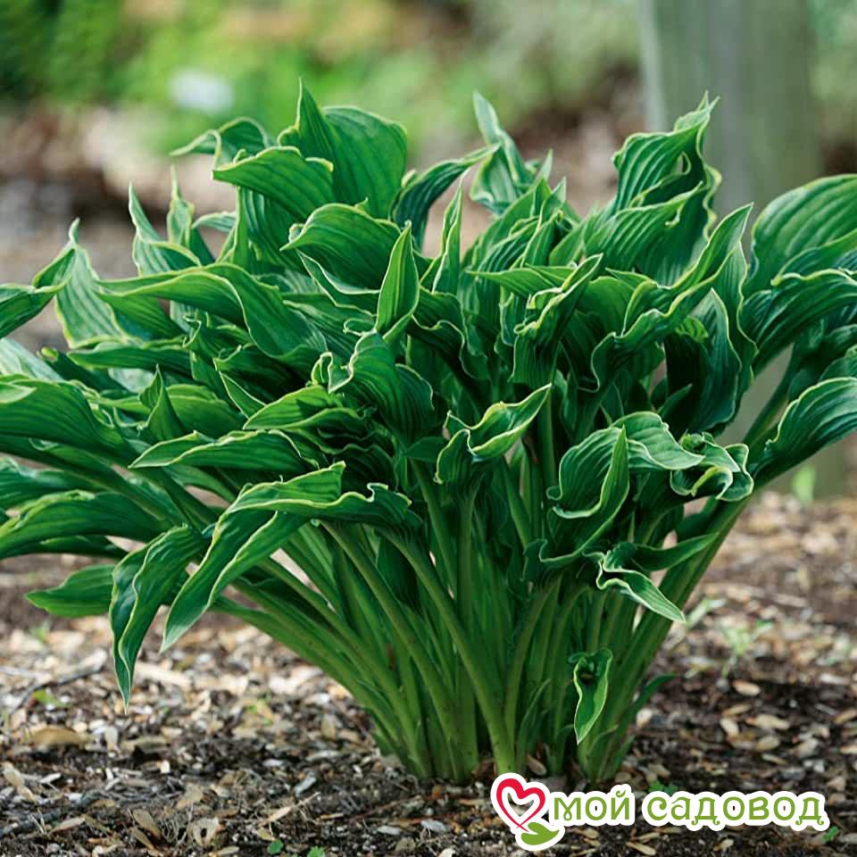 Хоста Прэинг Хэндс (Молящиеся Ручки)